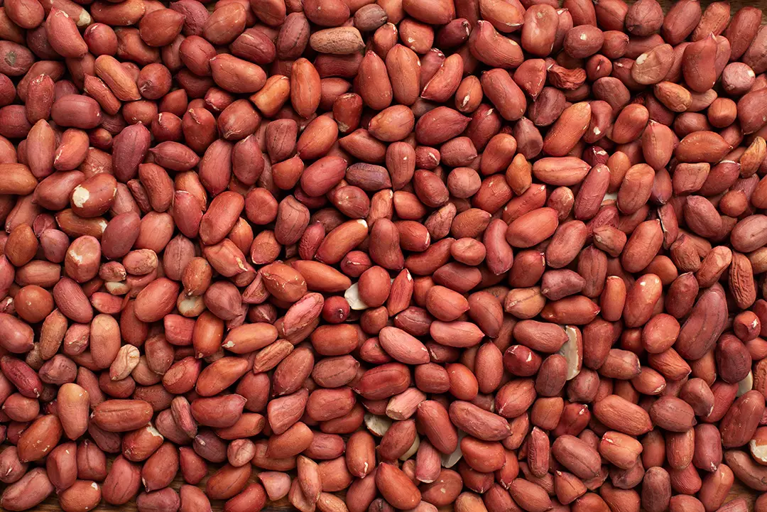 kacang merah